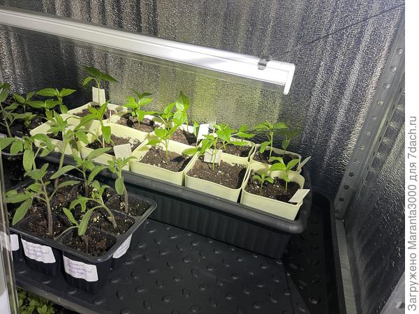 Остренькие братцы-кролики, в симпатичненьких домиках