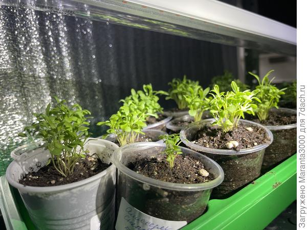 Пучки алиссума, расквартированы