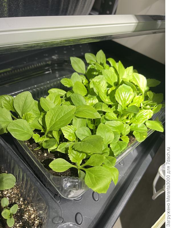 Астры посева 28.02 (да, пора рассаживать, в выходные сделаю). Кстати, они так приятно пахнут!