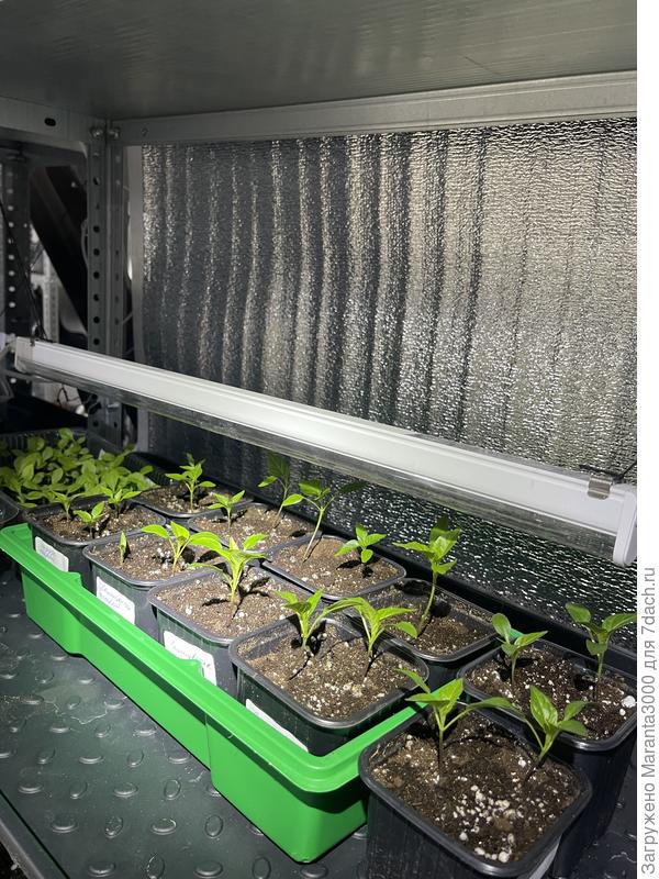 Еще остренькие