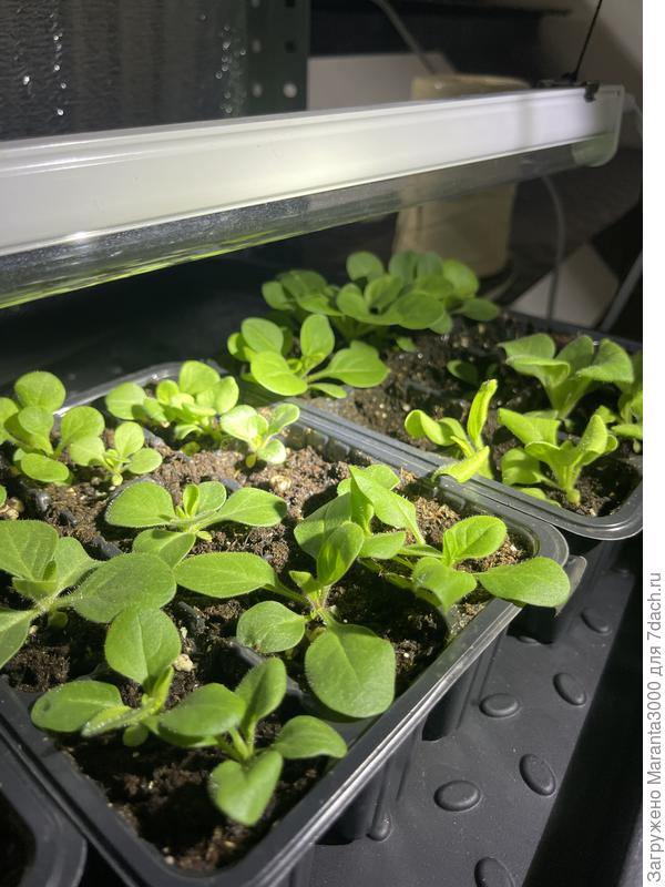 Петуньки, красавишны