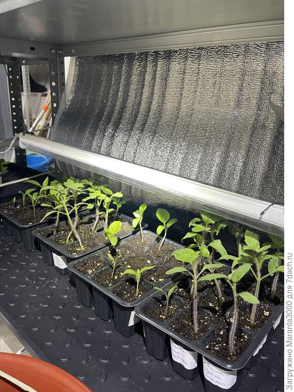 Справа налево, томаты/баклы/томаты/сладкие перцы