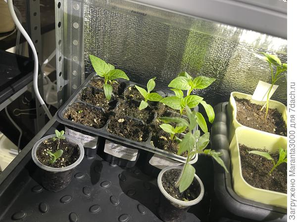 А в рюмочке сидят два росточка монарды, люблю чай из нее, в прошлом году много насушила, до сих пор в запасе имеется