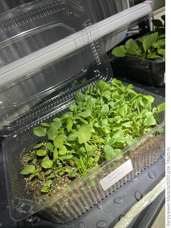 Кустики виолы