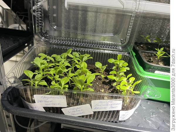 Астры посева от 09.03