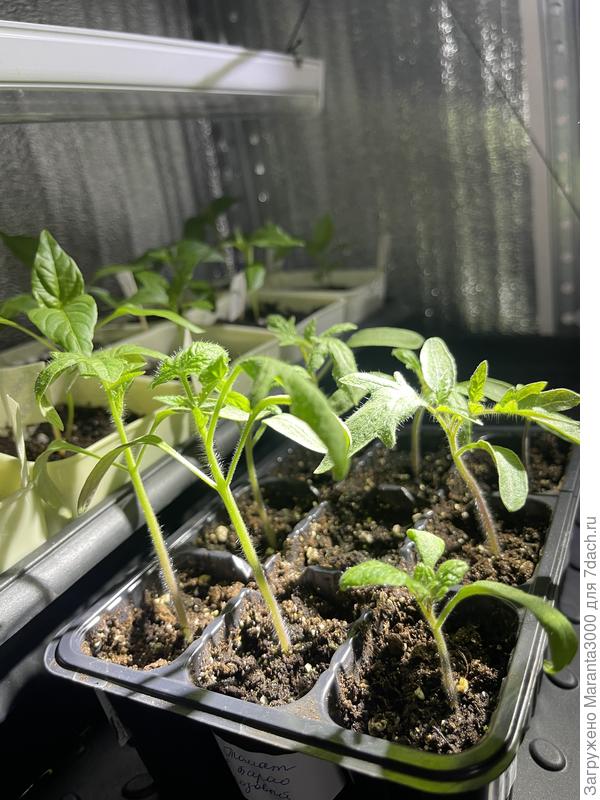 Самая ароматная рассада, томатики))