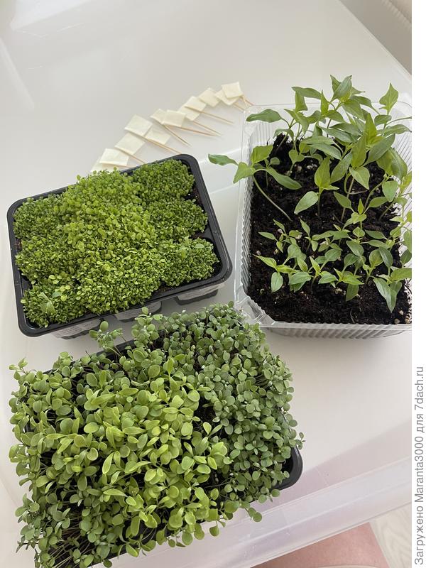 Лес из лобелии, алиссума и острых перцев перед пикировкой. Лобелия пока так и осталась сидеть, не хватило меня на неё