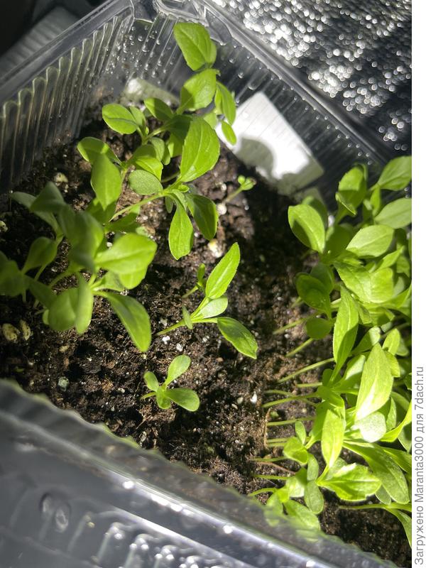 Стараюсь как следует смотреть за стебельками, ведь все пугают черной ножкой