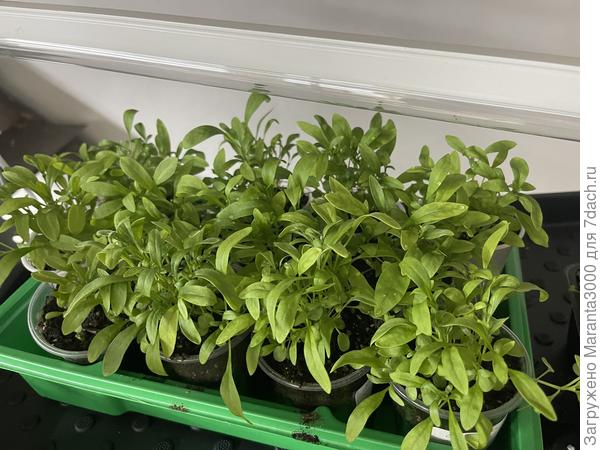 Алиссум, который, на самом деле, лобулярия (?)