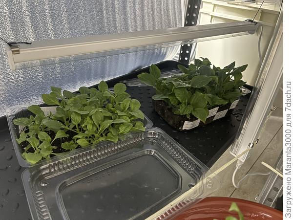 Астры, хризантеллы… за них переживаю, возможно, сильней всего - сидят там в тесноте, как бы не заболели черной ножкой