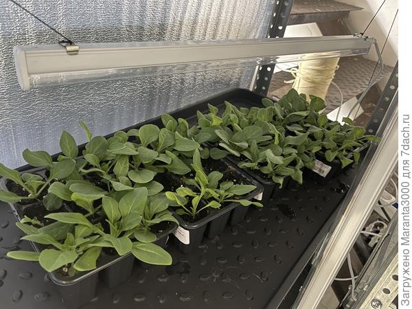 Петунии, уже держатся на морально-волевых в таком объёме, их тоже рассаживать в первую очередь