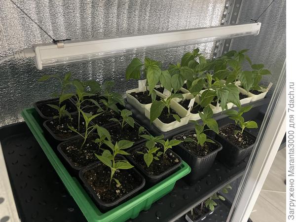 Остреньких на одну полку переместила