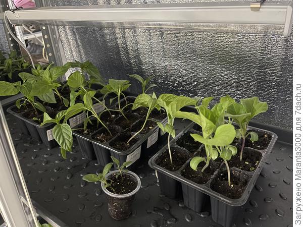 Баклажаны и сладкие перцы в этом году у меня - цирк уродов🥲 мне не нравится их внешний кривой вид