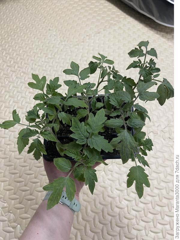 Вот так сверху нравятся, красивые