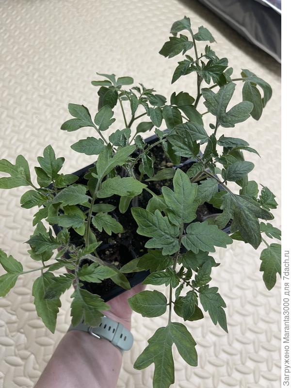 Симпатичные, на мой вкус