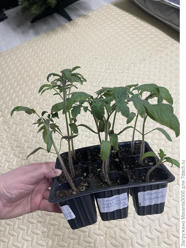 Не без слабых экземпляров) Убеждение что-то сачкует) Может после пикировки догонит)