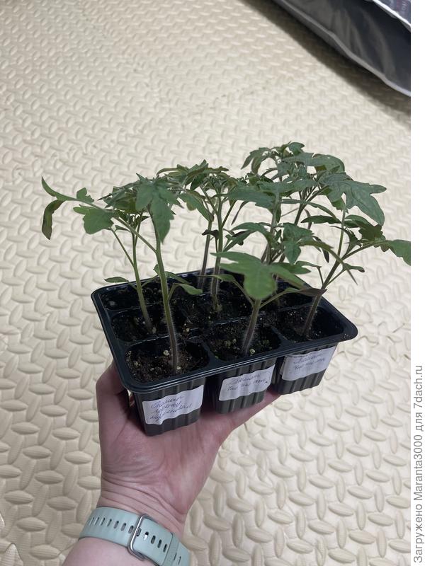 Вот думаю, такой год просто, томатный, что хорошо растут, или все-таки Цион повлиял