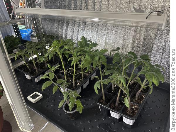 Томатная полка