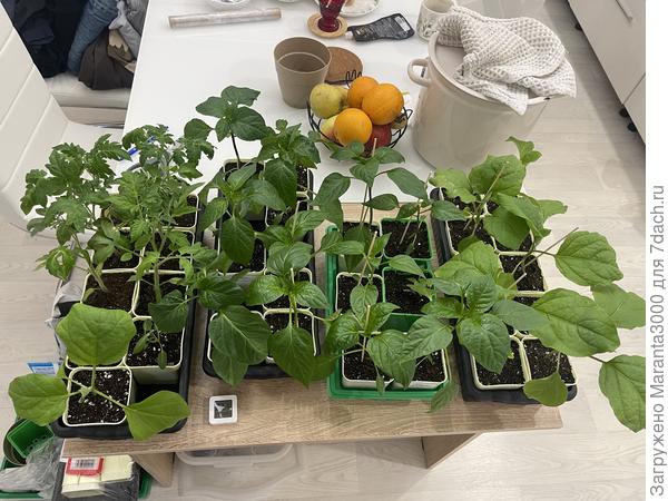 По итогу, в тесноте, да не в обиде, пусть погреются здесь после пересадки, и подумаю, как лучше их организовать, то ли в цоколь обратно отнести, то ли на столе оставить. Но тесно им, слишком тесно, не нравится мне так. Подоконники заняты либо цветами, либо томатиками. Будем посмотреть. Может третий стеллаж попрошу