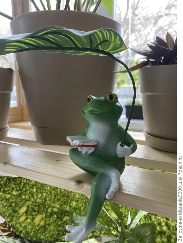 Смешная подружка-лягушка на стеллаже с комнатными цветами, для настроения :)