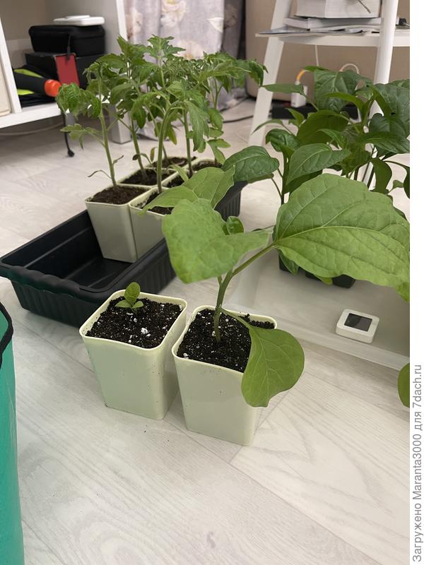 Слева - Дракоша от коллеги, справа - моя Галинэ. Две большие разницы, как говорят в Одессе…