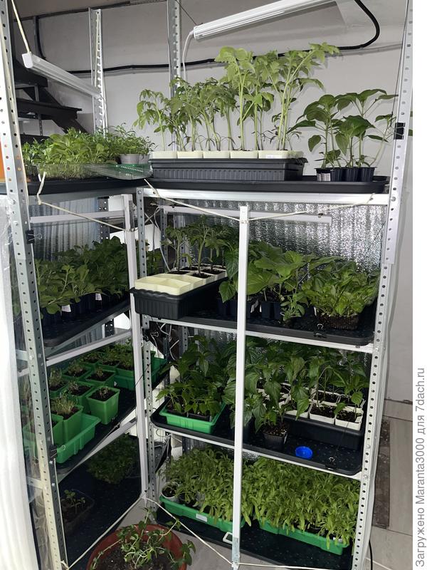 Джунгли с каждым днем все больше, постепенно прихожу к мысли, что надо уже астры и хризантеллы сразу высаживать в технические кашпо, в которых я собираюсь их держать во дворе. Алиссум уже зацветет и, как говорит свекровь, холода не боится и можно уже выселять на улицу, но у меня там не убрано еще да и земля грязь грязью после дождей. Видимо, вернусь с отпуска и надо будет выселять, действительно. Виолы сразу тоже надо перенести в длинные кашпо, им уже пора, и они уж точно возможного холода не боятся) острых перцев тьма, надо отобрать для себя интересующие экземпляры и раздать остальных по коллегам и соседям. Декоративные тоже в кашпо пора уже сажать, на композицию)