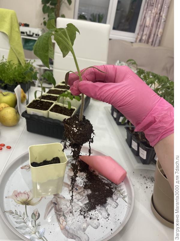 Корешки хорошие