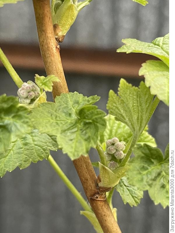 Надеюсь, это будущие цветочки, а не какая-нибудь спящая гадость. По-новичковски всего подряд боюсь :)