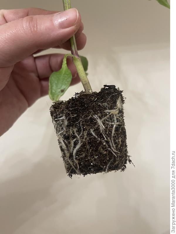 Перцы тоже показывают, что времени даром не теряли