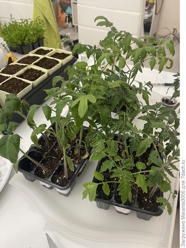 Измученные дети перед пикировкой