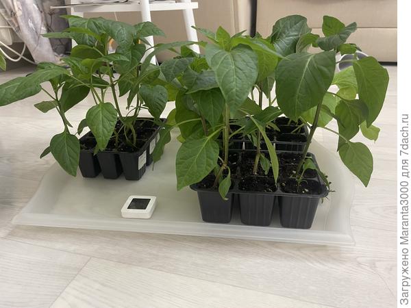 Сладкие перцы