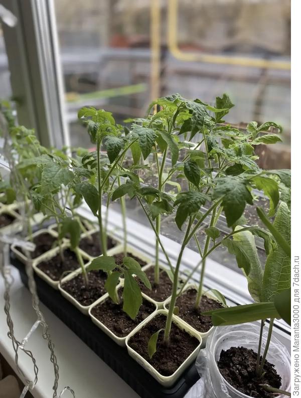 Вчера поставила их на подоконник, заметила, что прохладно им в цоколе да и выросли они уже по высоте за пределы размеров полок