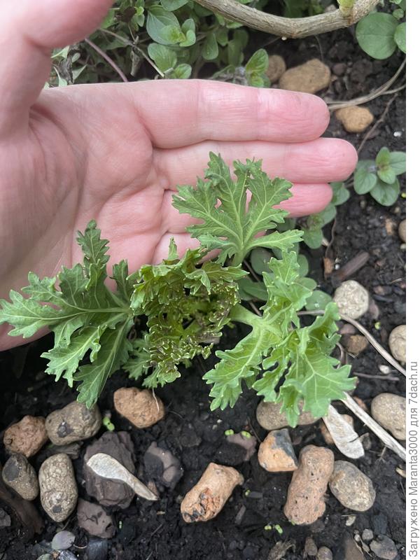 Есть подозрение, что это катран (прошлогодние семена) решил проснуться, но это неточно