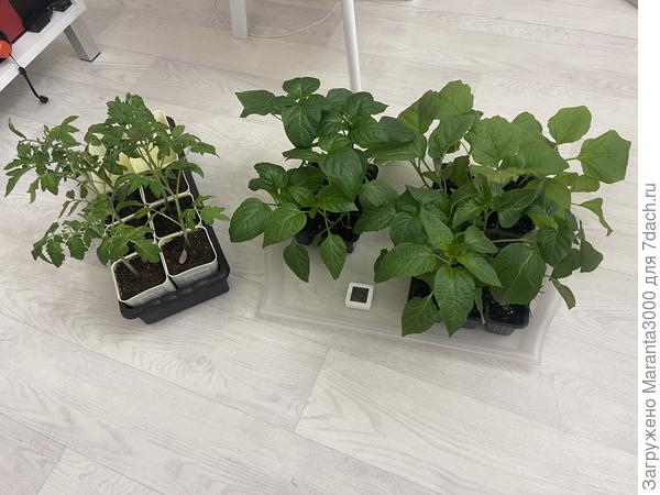 Предмет моего вчерашнего вечернего развлечения