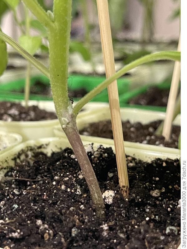 Камера не передает, стебелек темнее, чем на фото. Баклажан, как я думаю, с черной ножкой, стволик как одревесневший