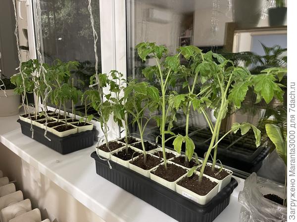 Приунывшие томаты, не нравится мне их состояние