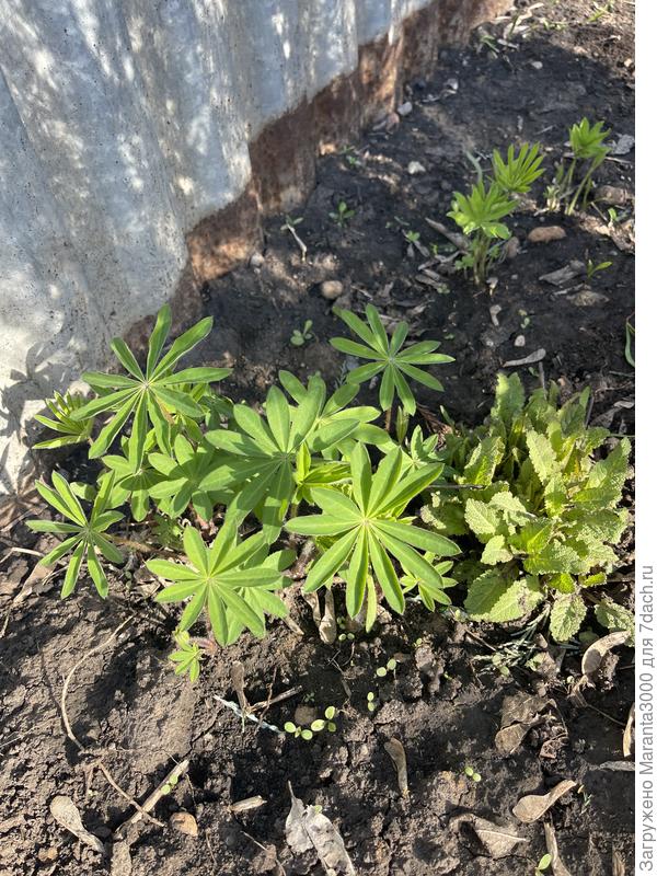 Люпинчики и шалфей