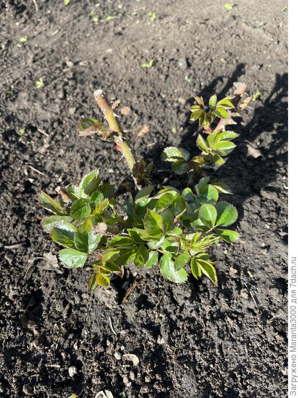 Сорт Розита Миссони, саженец выглядит очень крепким