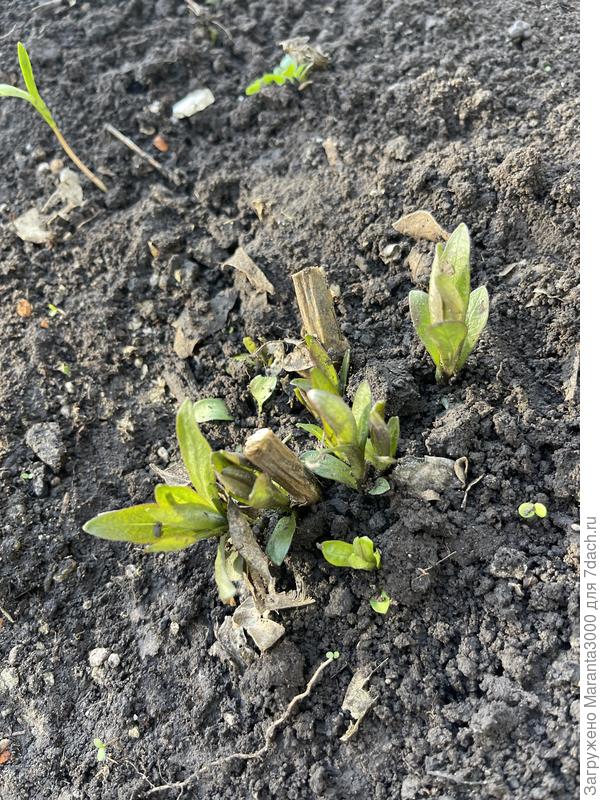 Флокс просыпается