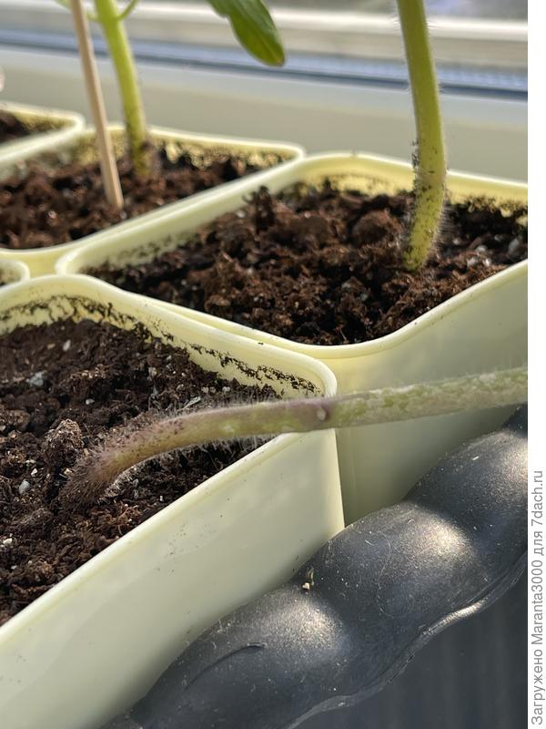 Бывало, попадались статьи о черной ножке и я отмахивалась, не буду читать, у моей рассады не бывает. Что ж…. Этот год, видимо, объявлен годом смирения :)