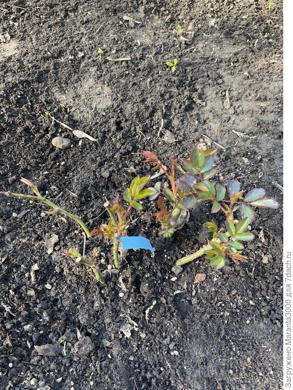 Герцогиня Кристиана