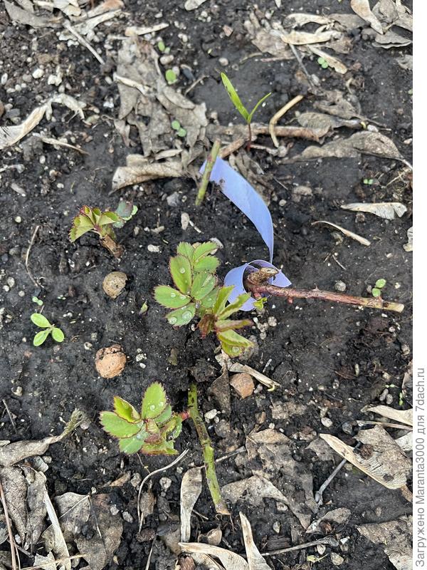 Диди Бриджуотер сильнее всех пострадала после зимовки, обрезала чёрные палочки-побеги. Тем не менее, чувствует себя хорошо. Фото еще до уборки клумбы, мусор вокруг. Оставлю для истории.