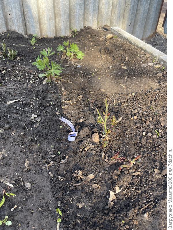 Леонардо да Винчи, самый дохлый экземпляр