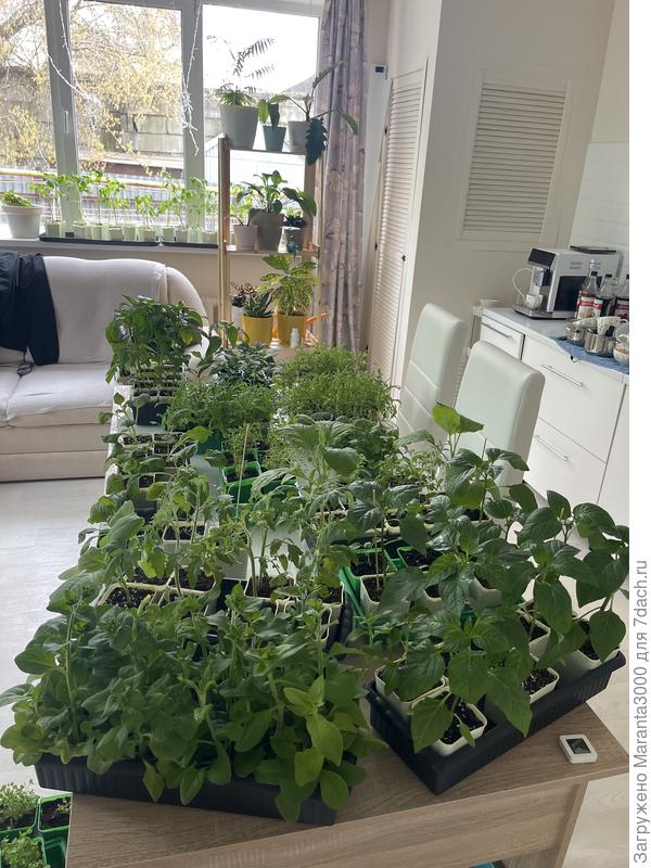 Богачество