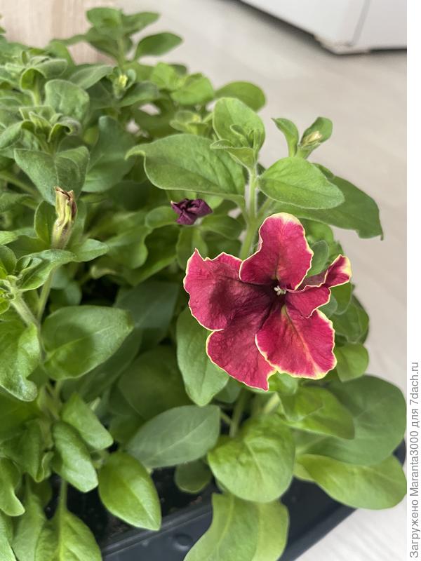 Какая красотка!😍