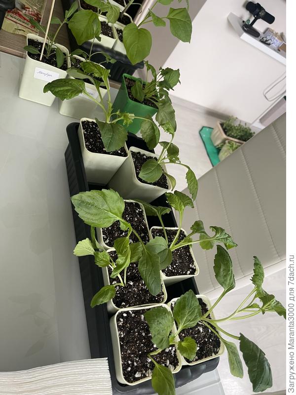 Некоторые расквартированы в стаканчики