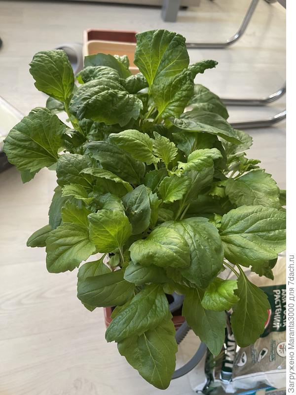 Выглядят сочно