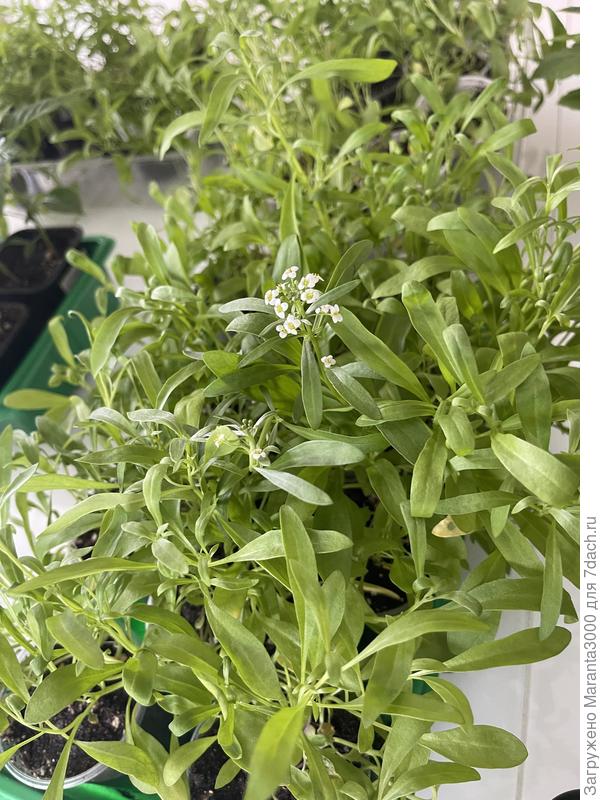 Алиссум по чуть-чуть цветет, действительно медовый аромат! Дал мужу послушать их, говорю, смотри, как вкусно пахнут, мёдом! Он скривился и говорит - чет кошками пахнет 😂😂😂вот и всё, поговорили😁