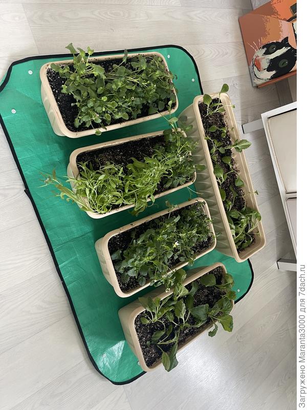 Виолки, астры, немного алиссума