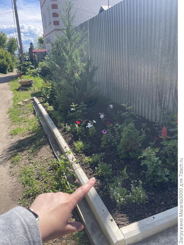 Высадила алиссум вдоль бордюра в надежде, что он разрастется и вывалится вниз, закрывая собой сам бордюр. И вообще надо придумать какую-нибудь траву около клумбы, а то сиротливо, лысо смотрится. Но там не грунт, а бетон, практически.